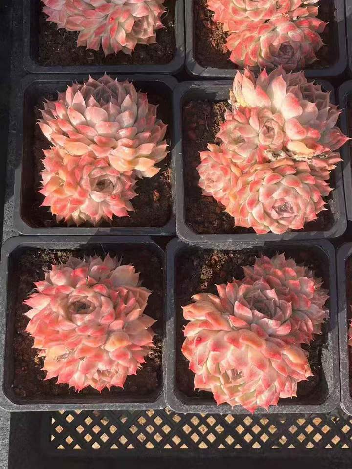 262951 クイーンオブピーチ