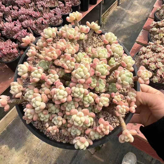 360027 クラバツム