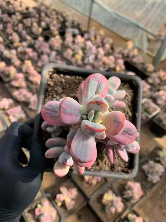 26580 オルビキュラータ錦