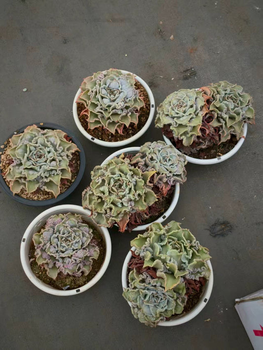 25719 マディバドロップス