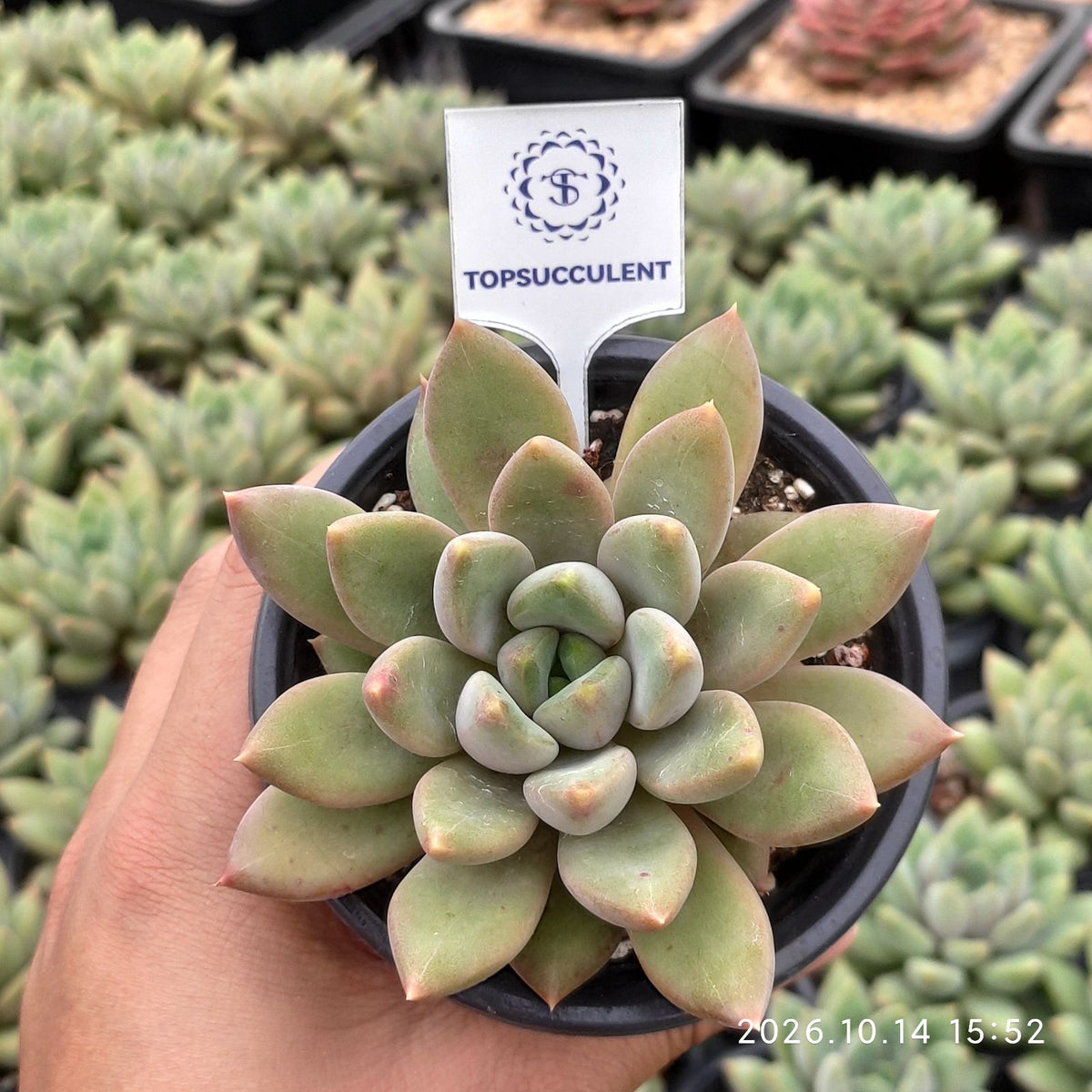 365730 レッドアイボリー