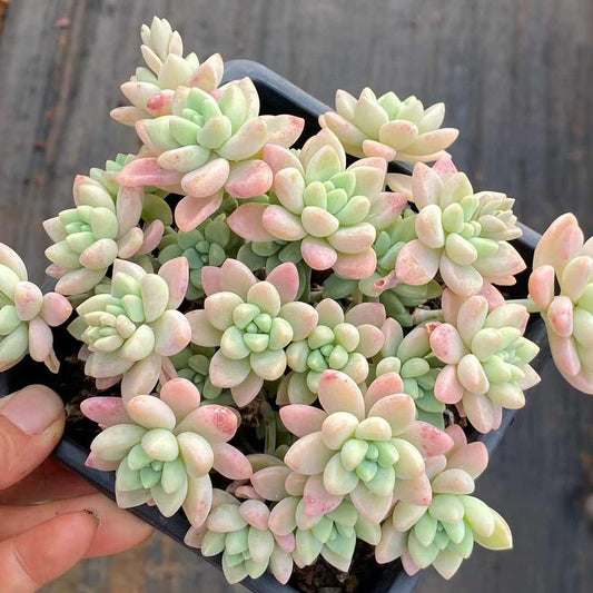 360100 チーズケーク