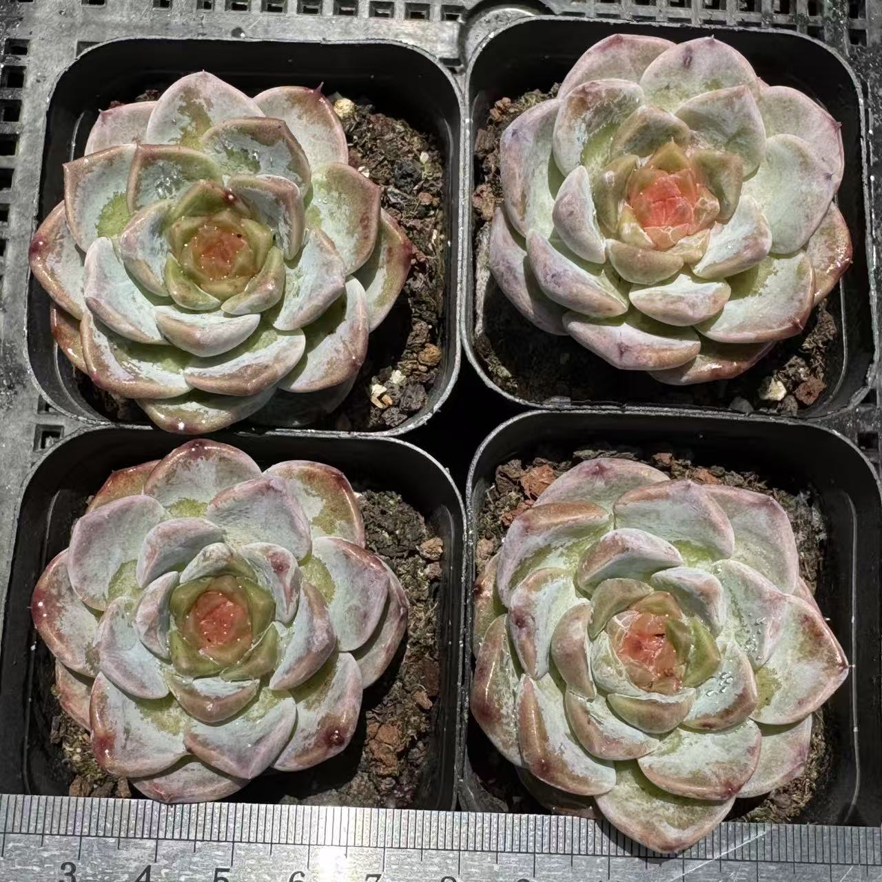 362149 ウィッチ アイス