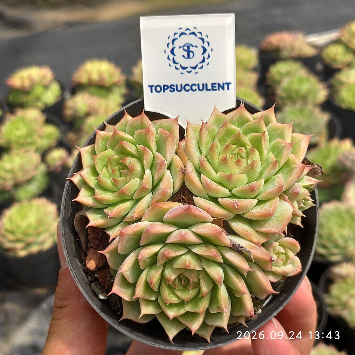 365125 エムラルド　クイーン