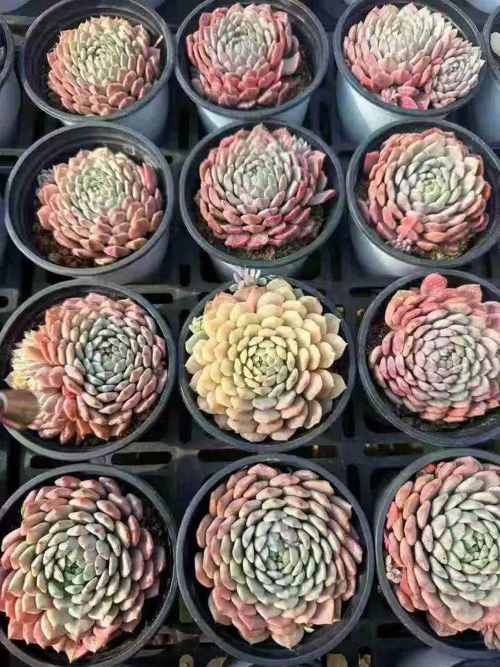 26478 セトーサ　デミヌタ錦