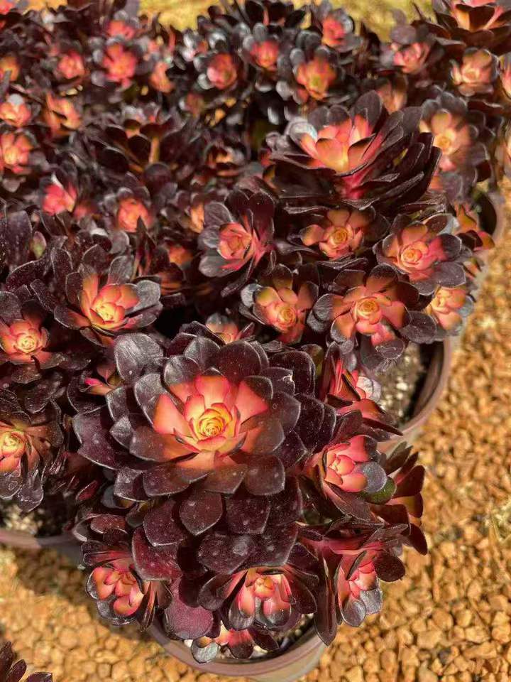 26550 アカシア パール薬錦