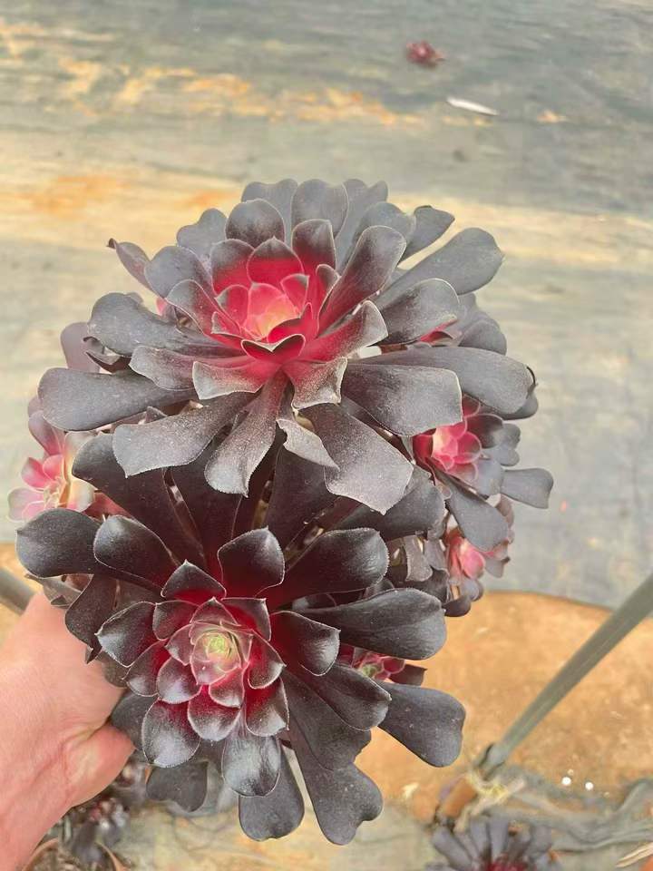 T26490 アーボーリーウム　ベルア