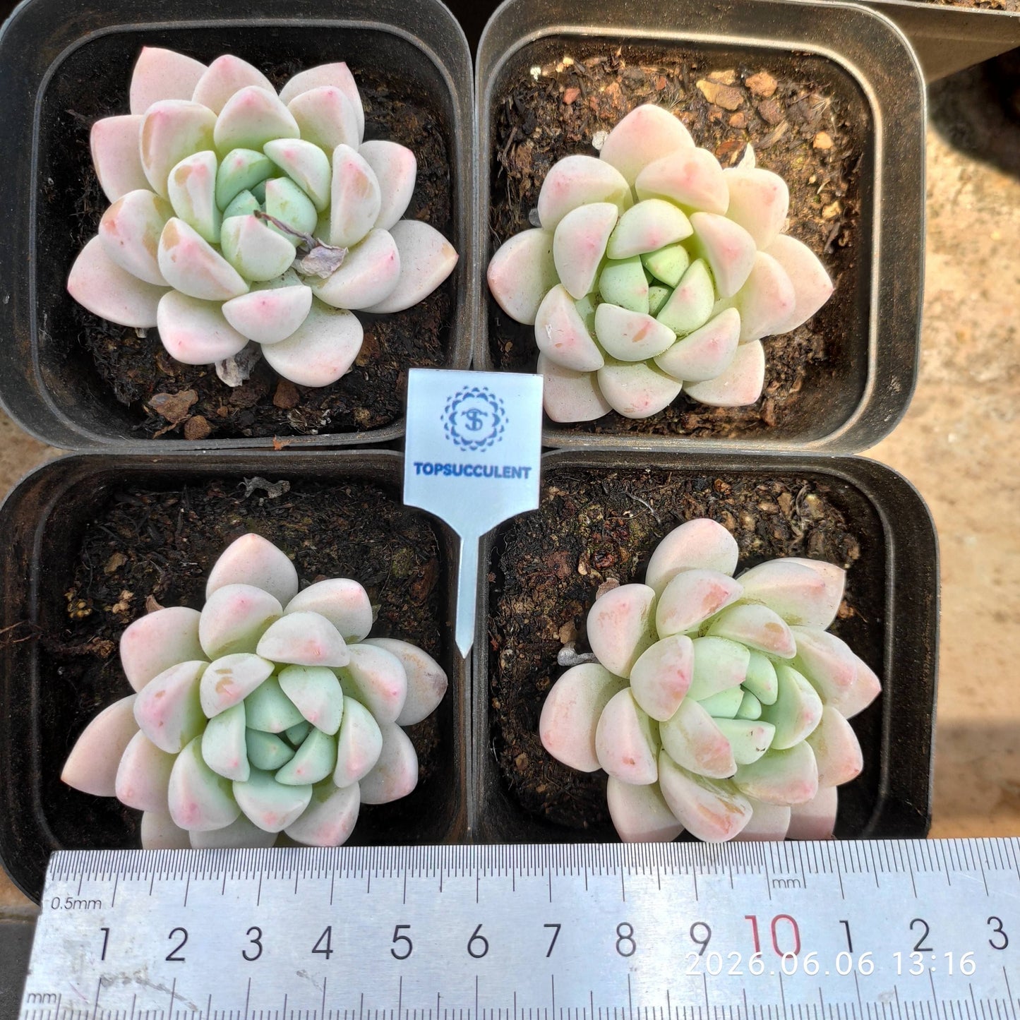 362868 コットン ピーチ