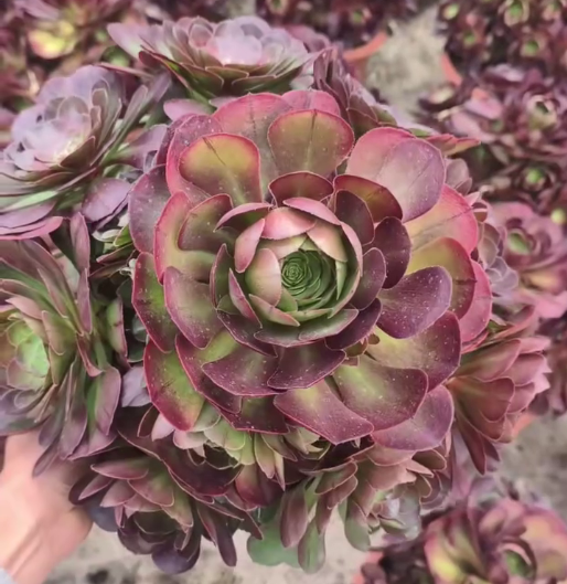 26571 サラダボウル