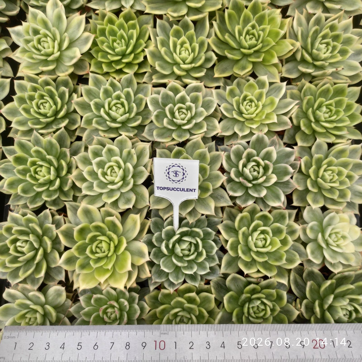 364408 バタフライ錦