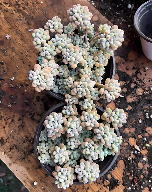 23204 ミクロケーリクス