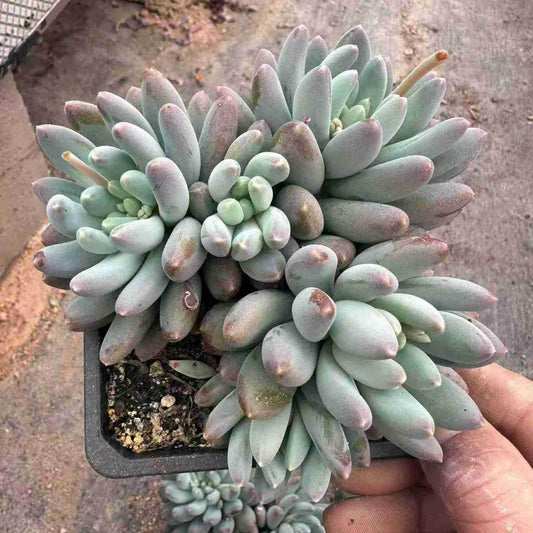 360050 スタームーンボディ