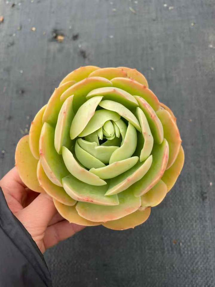 263821 ピーチヘイブン