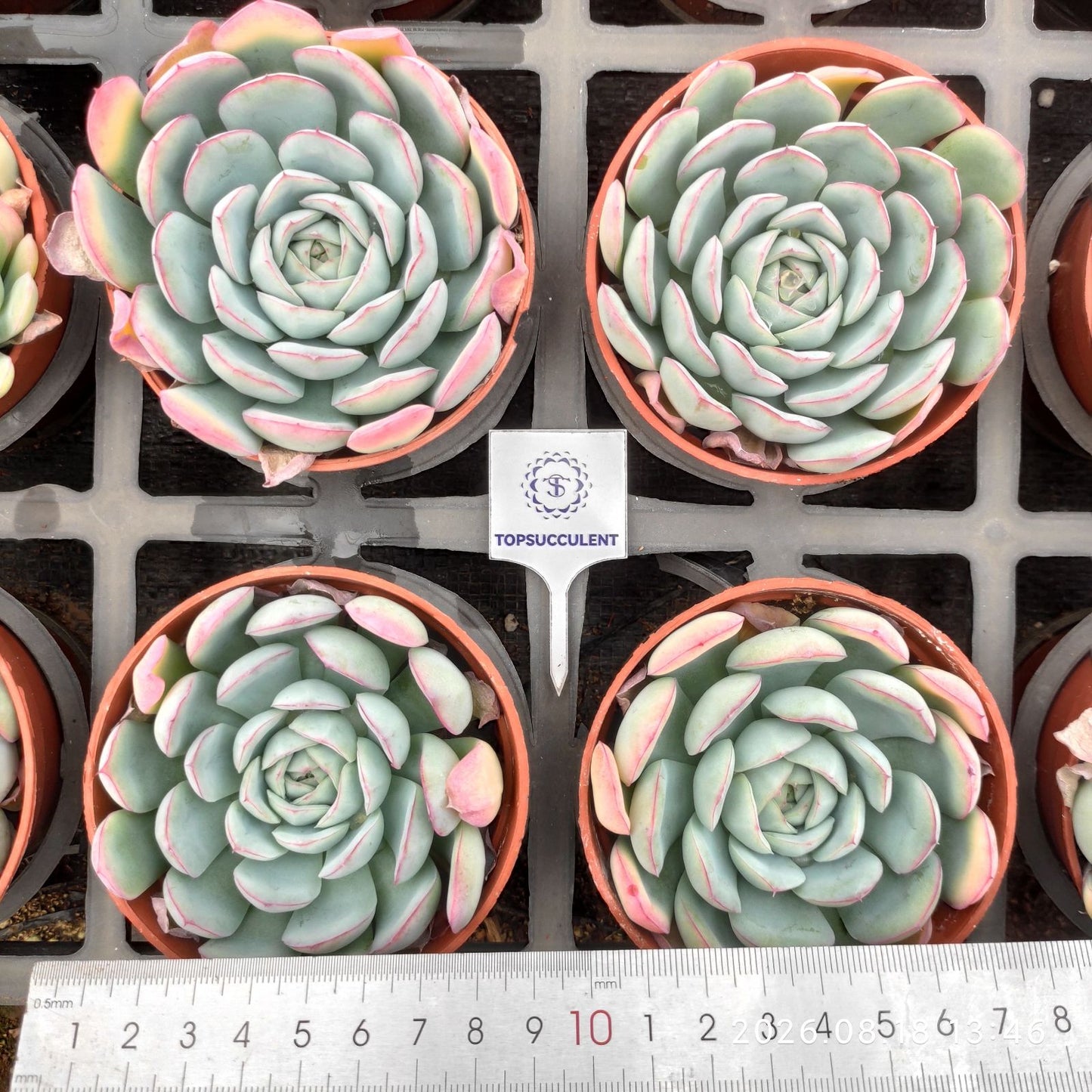 364139 レッドエレガンス