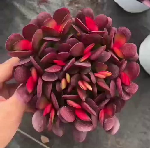 263361 クラッスラ クラバータ薬錦