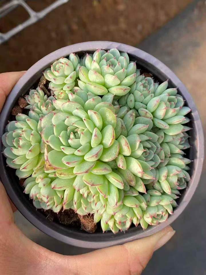 263221 オーストラリアキャプテンハイ