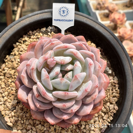 361561 オレンジ　モンロー