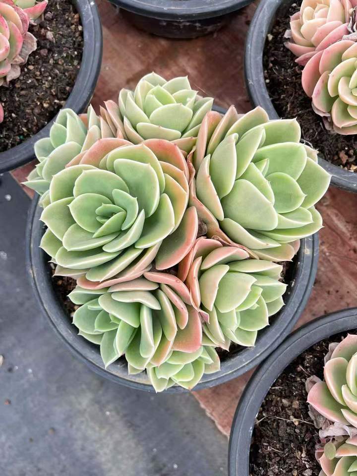 26576 スタータナ