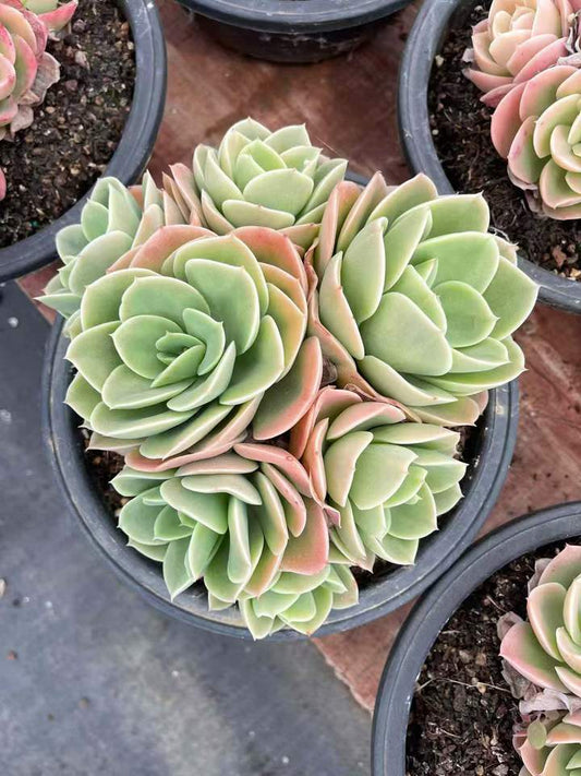 26576 スタータナ