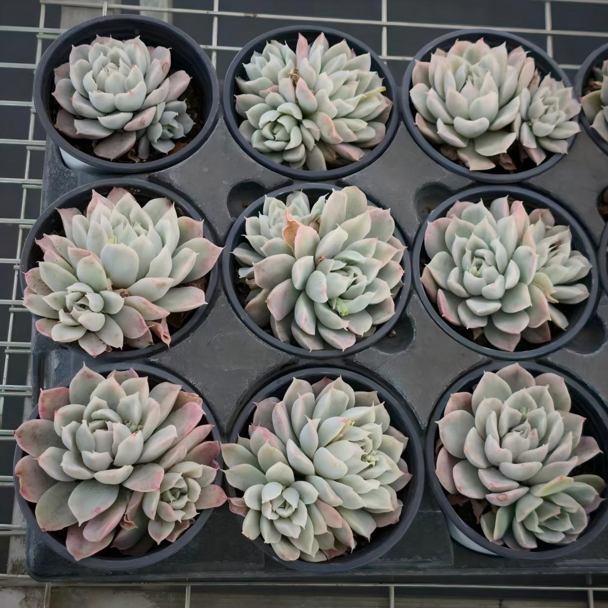 15995 シンプソン錦