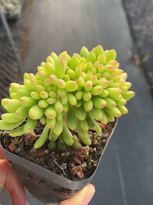 25162 アリス　エブンズ綴化