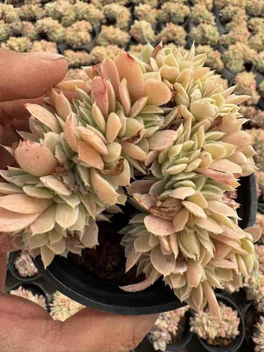 263941 バークレーライト綴化