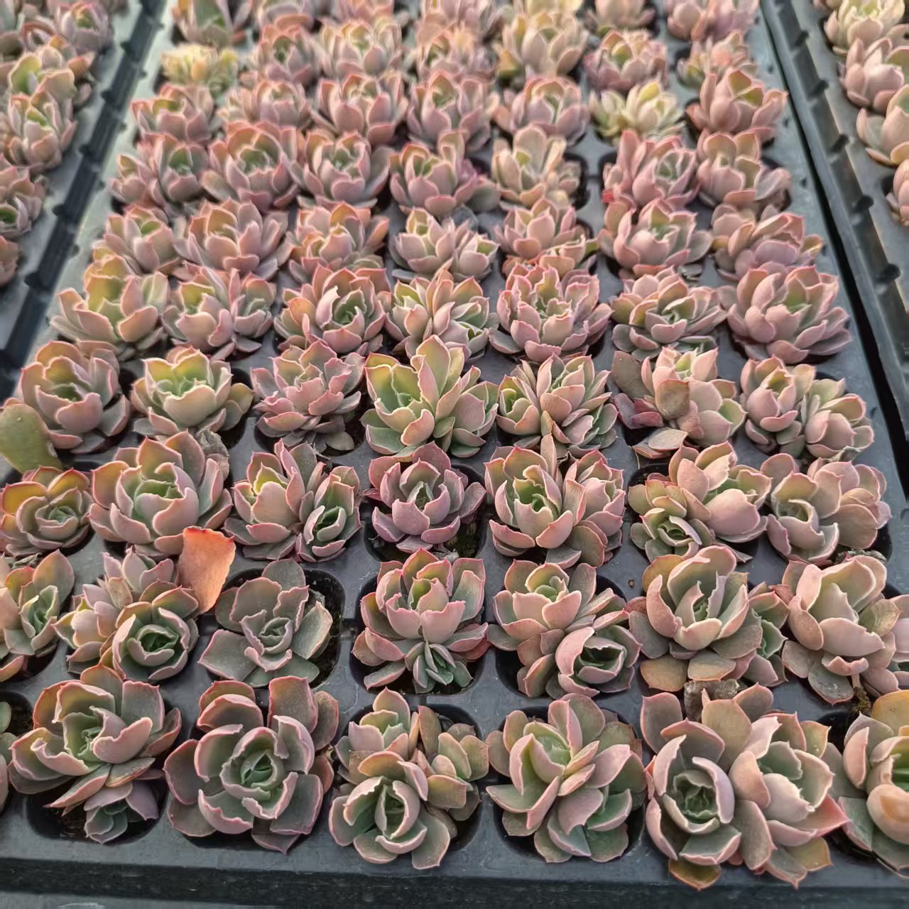 プラグトレー苗 20251113 – Top Succulent®