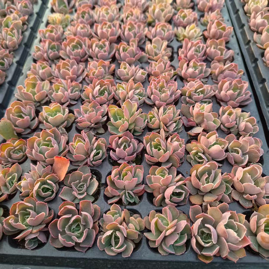 220717  ネオンブレイカー