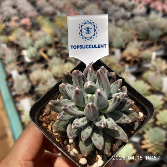 361545 フェニックス x フェザー