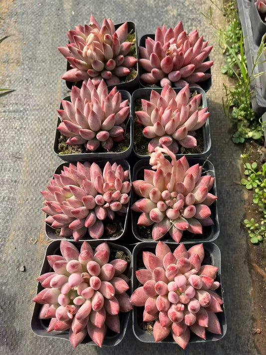 265120 コーンポッピー