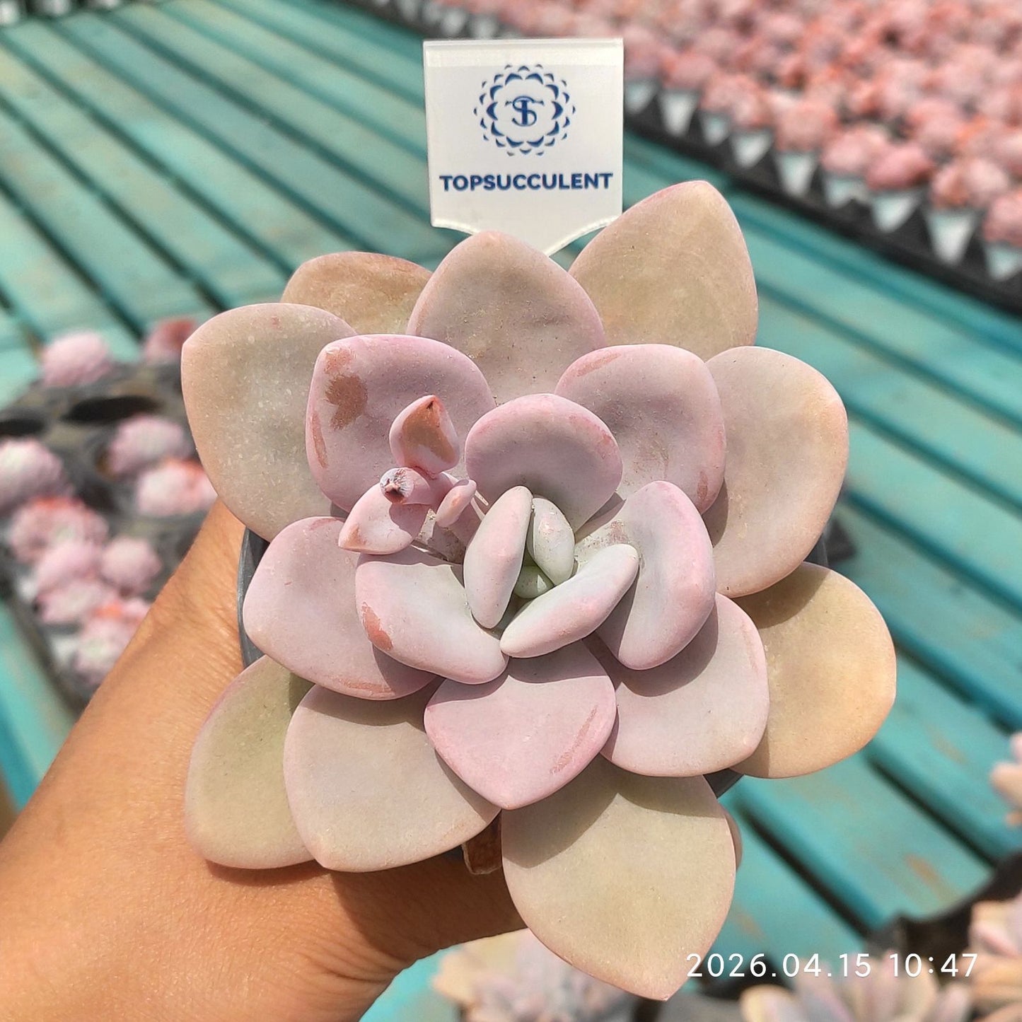 361538 ピンクバニー