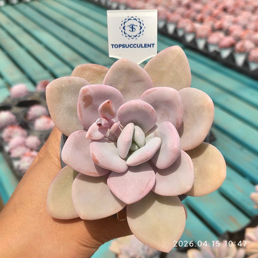 361538 ピンクバニー