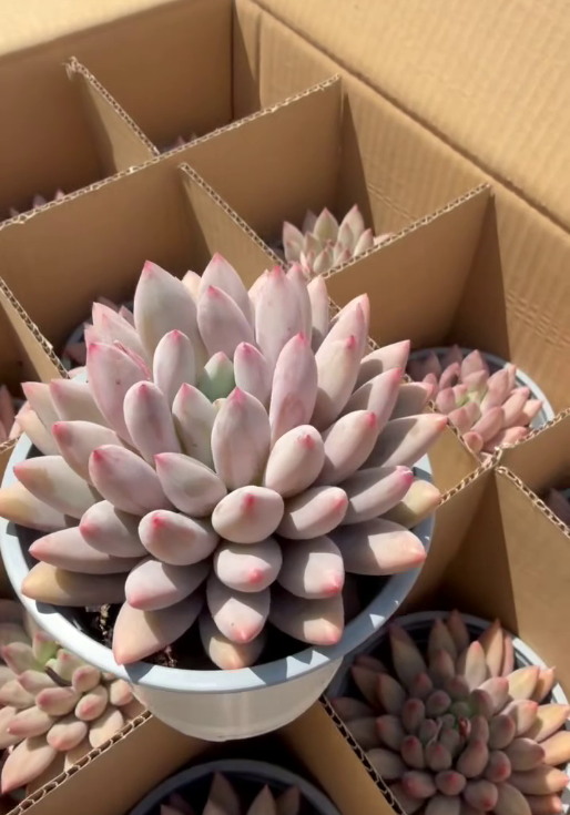 265125 チェリーズ