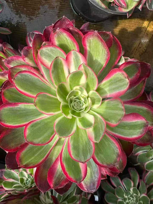 26587 ピーコック　フェザーズ