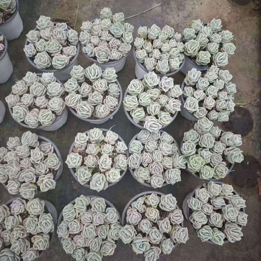 23658 ラブリーローズ