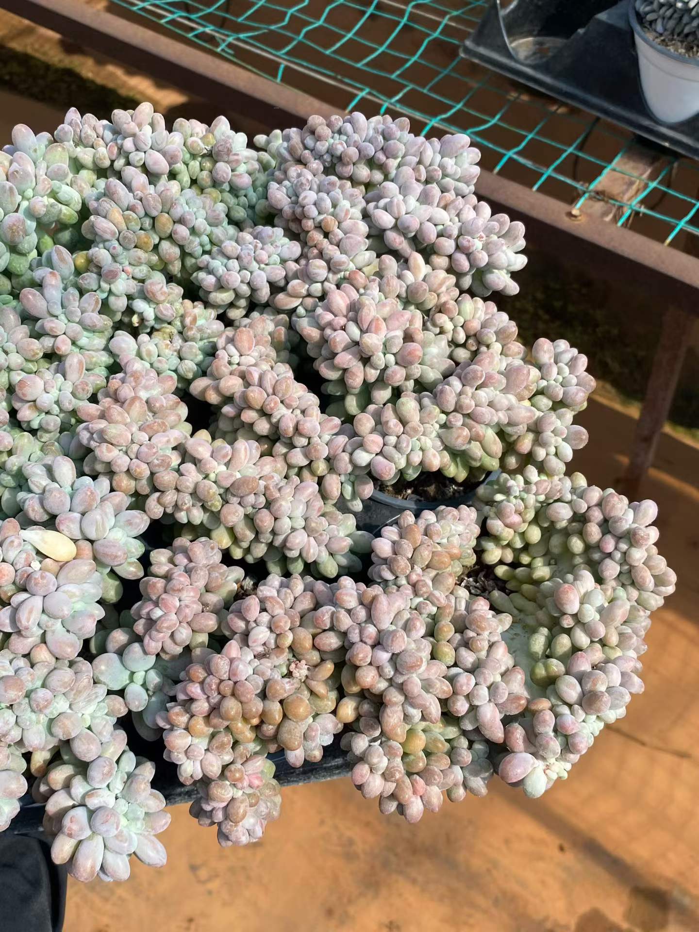 362768 オレンジスノーボール綴化