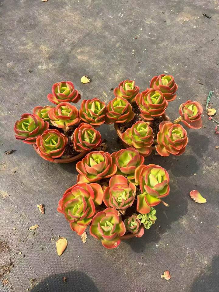 263091 クランベリー