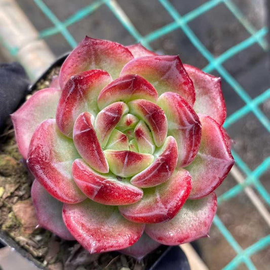 26301 レッドムーンジェム