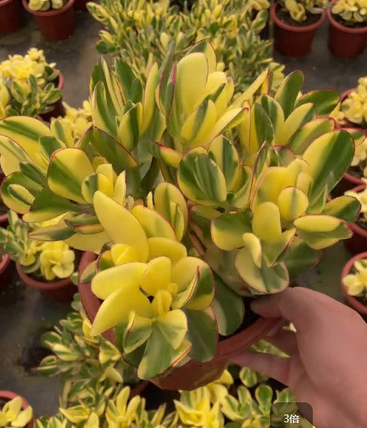 264590 オバタ フンメルズサンセット錦