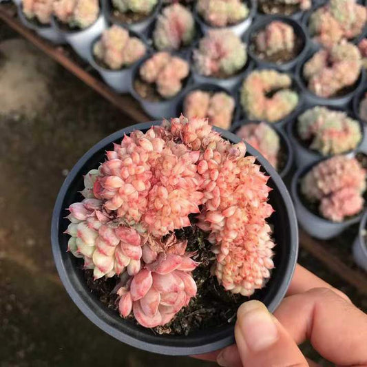 264157 ホワイトファット 綴化