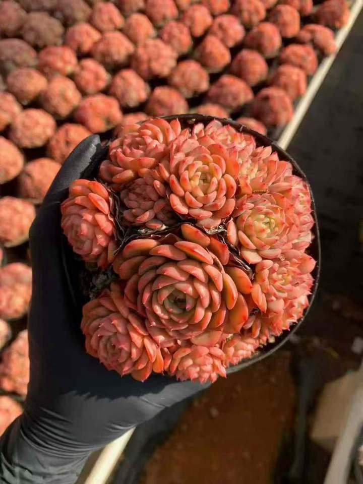 T26515 ベビーサプライズ