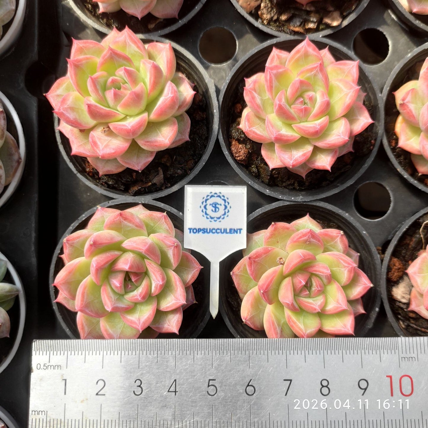 361514 キャンディ ピーチ