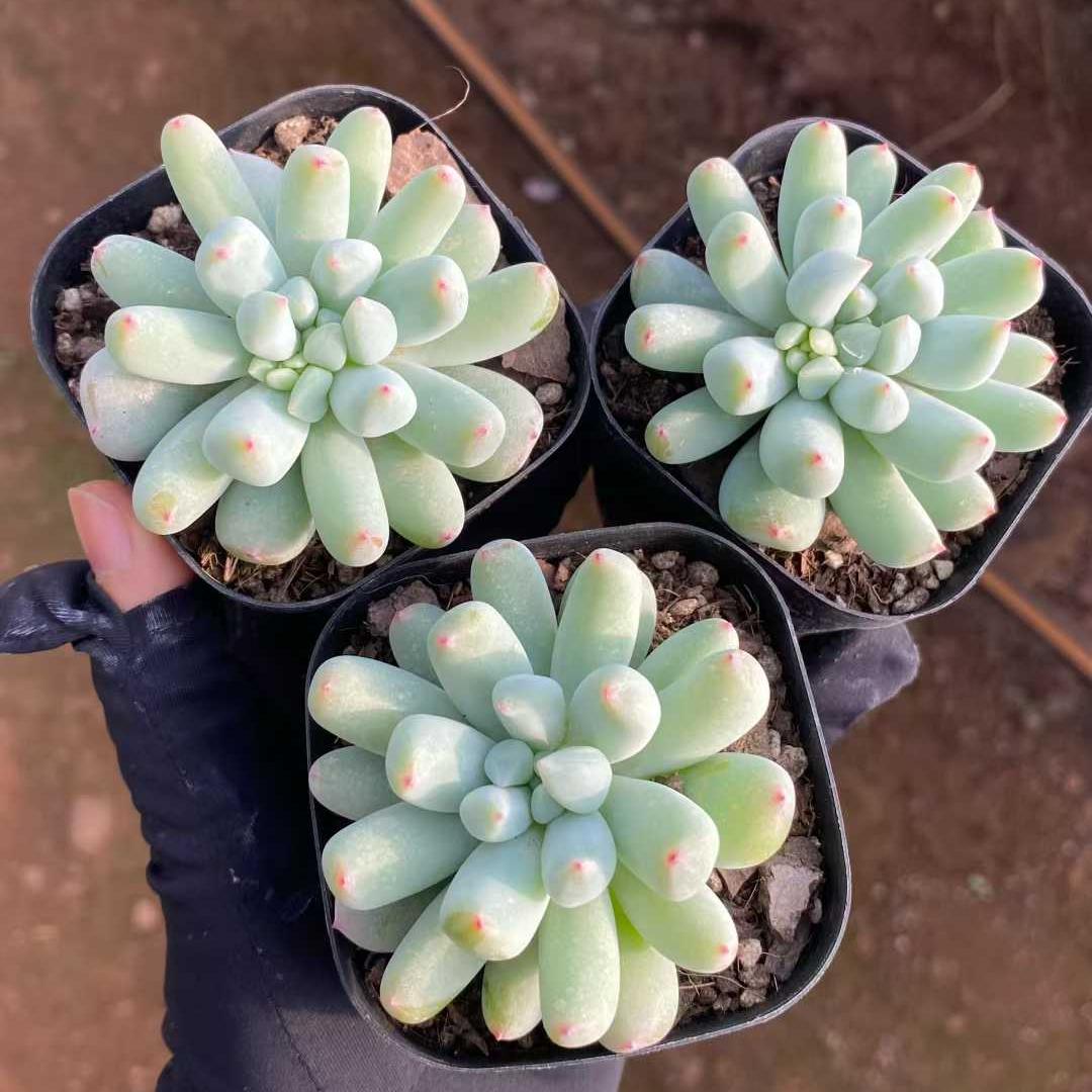 26299 ミスティックフロスト