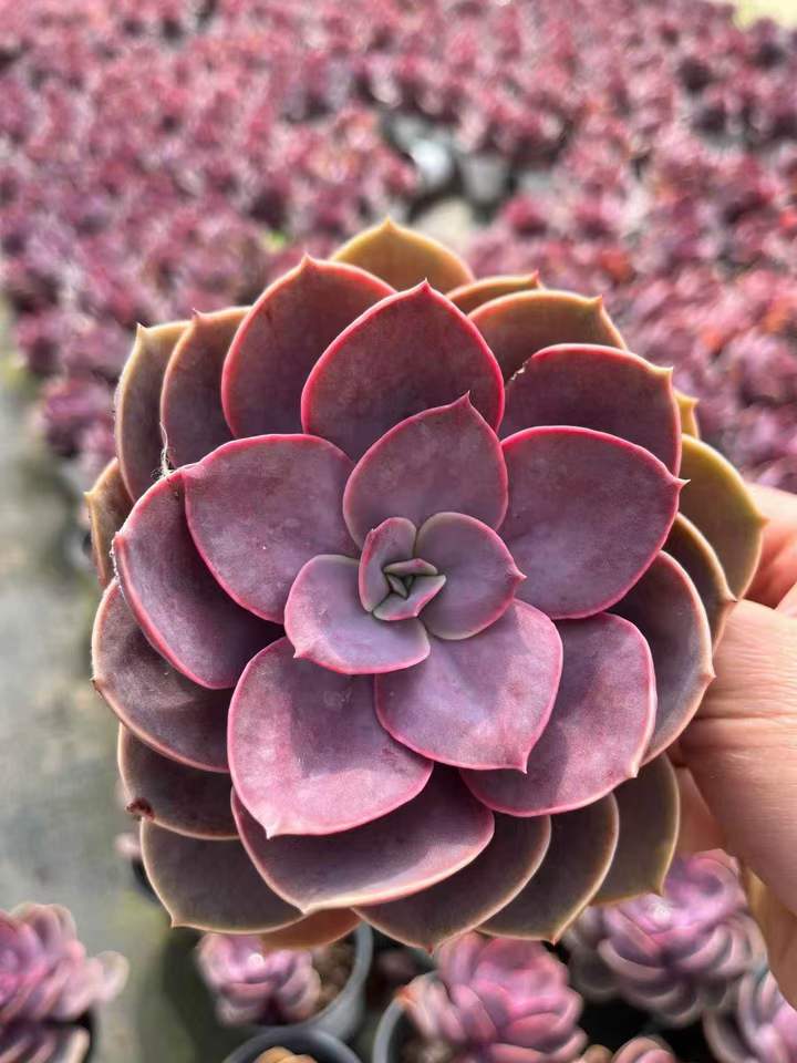 263291 ペルレ フォン ニュルンベルク