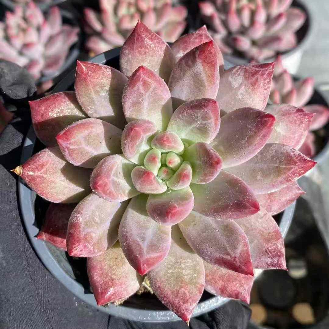 360001 コーンポッピー