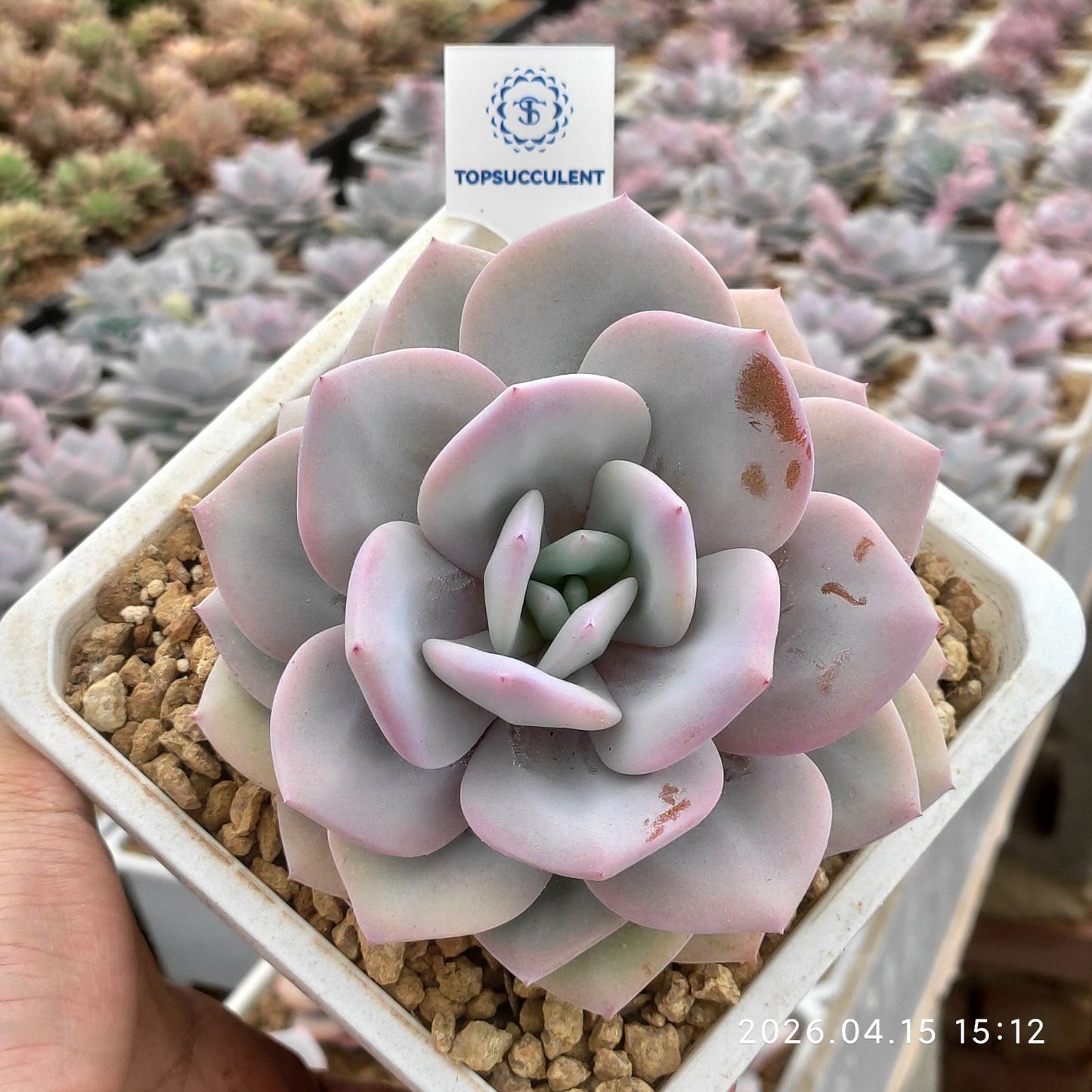 361616 ミルクティー