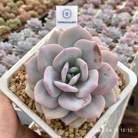 361616 ミルクティー