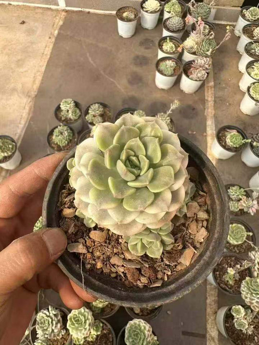 T26523 ピンクプリティ錦