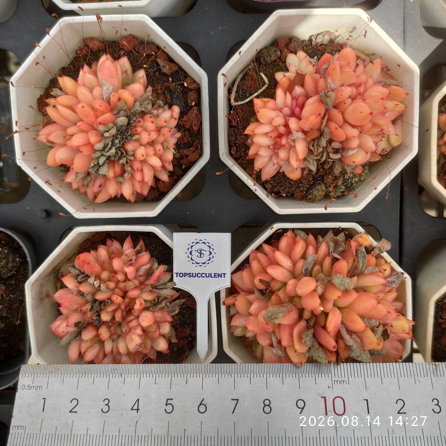 22588 レッドキング綴化
