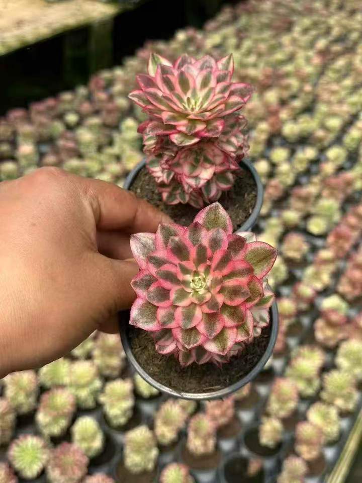 263671 アエオニウム　ゴージャス